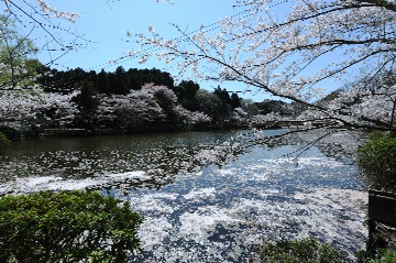 花筏と桜_resize1.jpg
